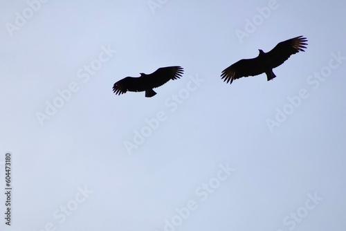Two Vultures in flight © Andrew Bauer