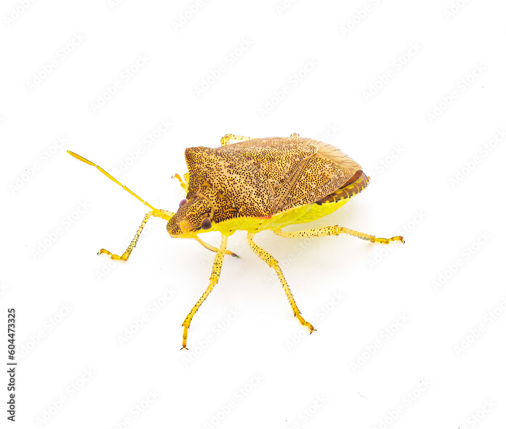 Young Euschistus obscurus - the pale lined stink bug, is a species in ...