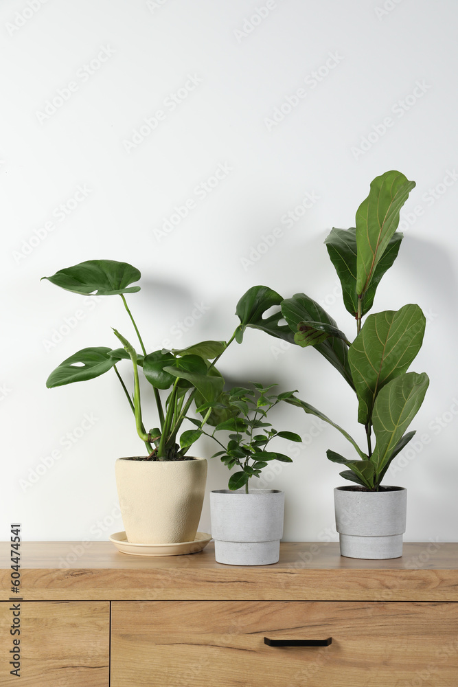 Many different houseplants in pots on wooden chest of drawers near white wall, space for text Many different houseplants in pots on wooden chest of drawers near white wall, space for text