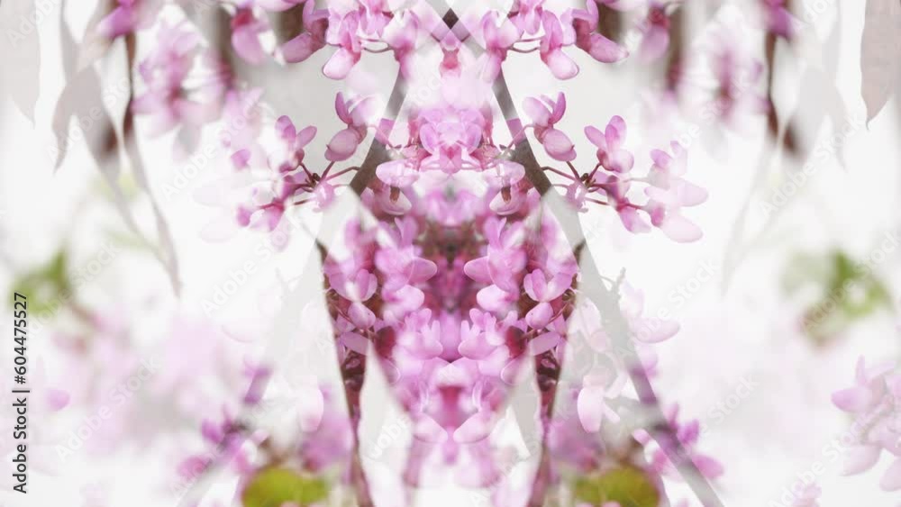 Digital composite of a close-up of a blooming Judas Tree branch in all its abstract digital beauty, with vibrant pink flowers and freshness symbolizing the fragility of natures growth.