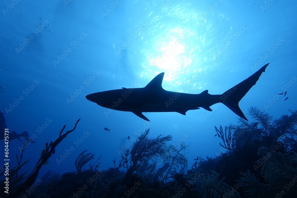 Obraz premium Fish in Ocean: Caribbean Reef Shark