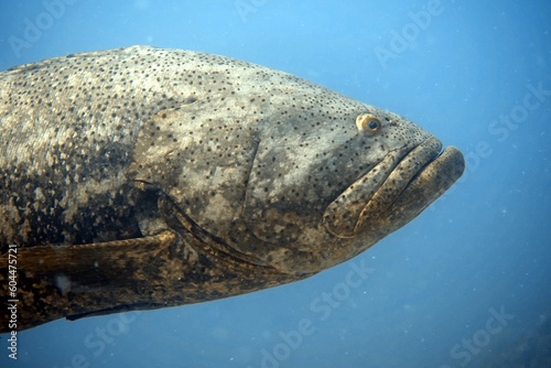Fish in Ocean: Atlantic Goliath Grouper