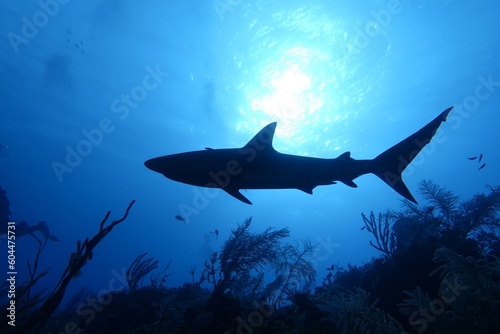 Fish in Ocean  Caribbean Reef Shark