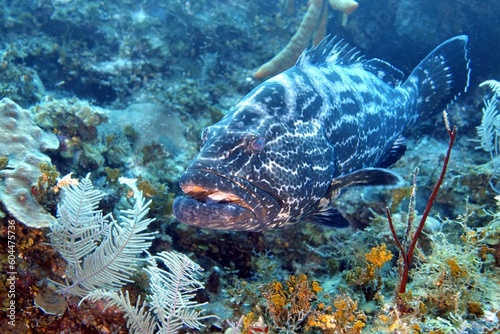 coral reef with fish black grouper