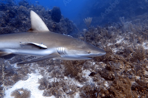 Fish in Ocean: Caribbean Reef Shark © suegries