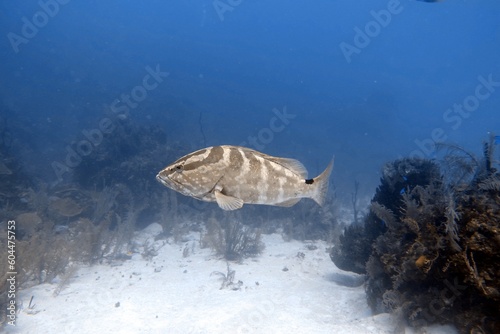 fish in the water: Nassau Grouper