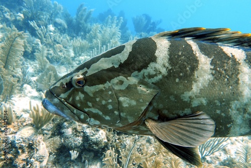 Fish in the ocean: Nassau Grouper