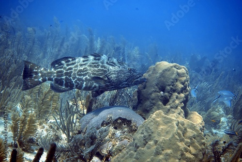 Black grouper fish diving