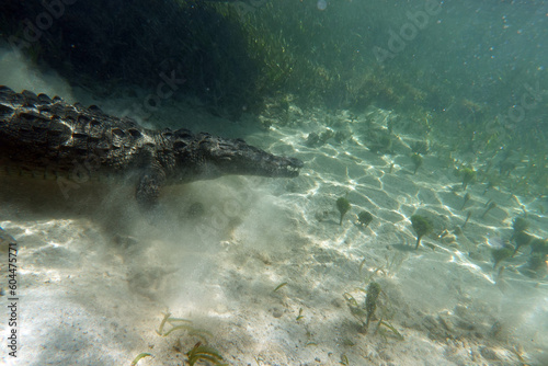 American Crocodile Underwater