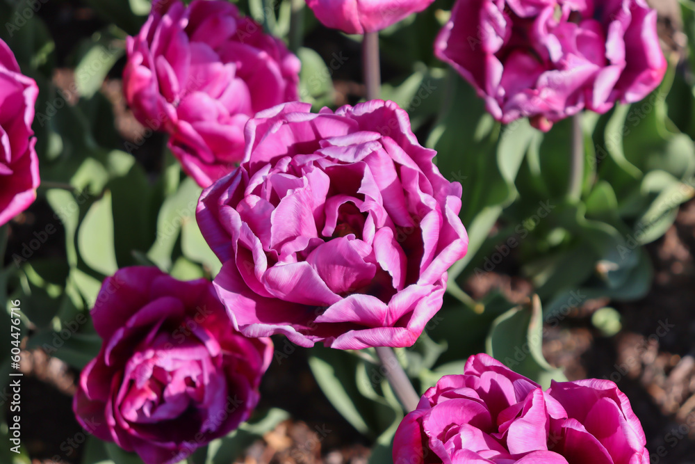 Closeup of beautiful purple Didier’s tulips Closeup of beautiful purple Didier’s tulips