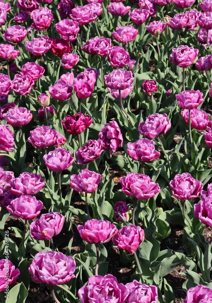 Field of beautiful purple Didier’s tulips Field of beautiful purple Didier’s tulips