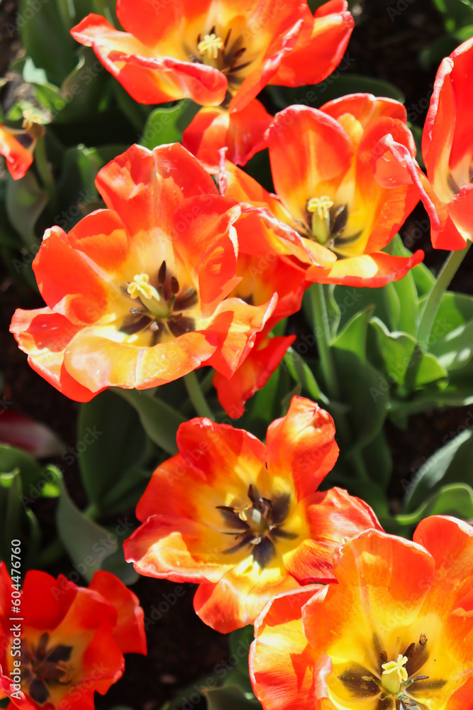 Field of beautiful orange and yellow tulips
Field of beautiful orange and yellow tulips