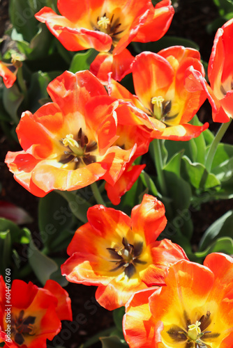 Field of beautiful orange and yellow tulips 