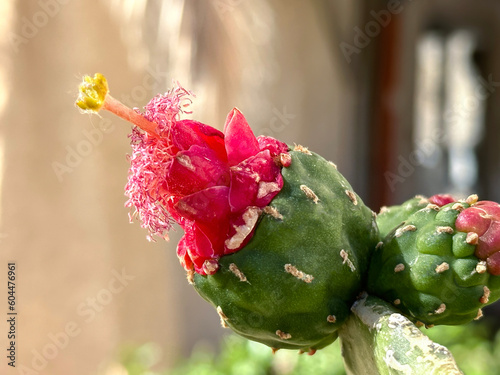 Cactus flower Opuntia cochenile (lat. Opuntia cochenillifera) photo