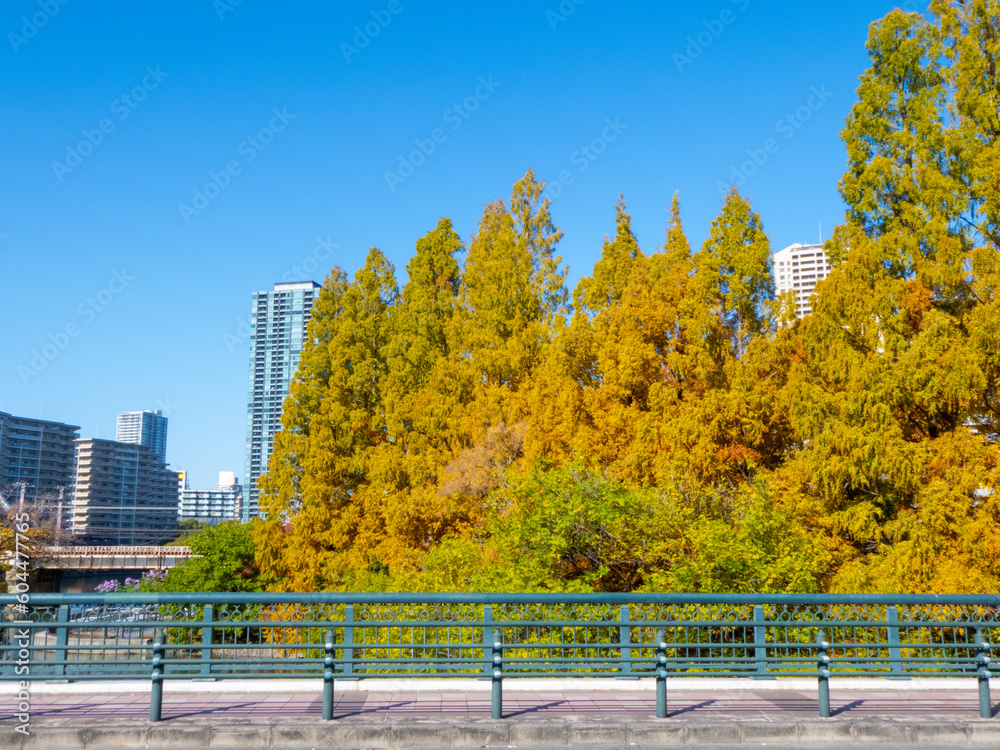 custom made wallpaper toronto digital大阪の街を彩る秋の紅葉
