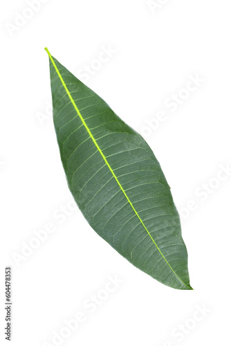 green leaf transparent