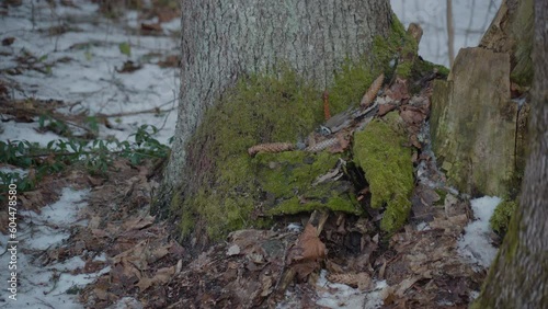 A small crested tit bird hopping on the tree on the fores ground on a winter