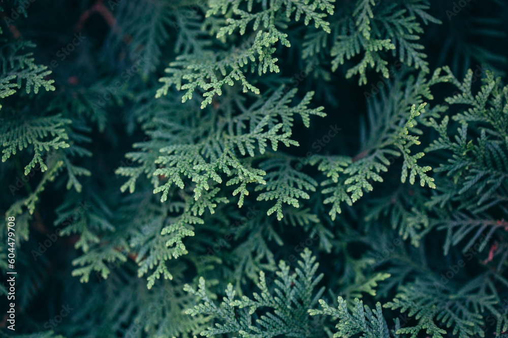 natural background of green leaves