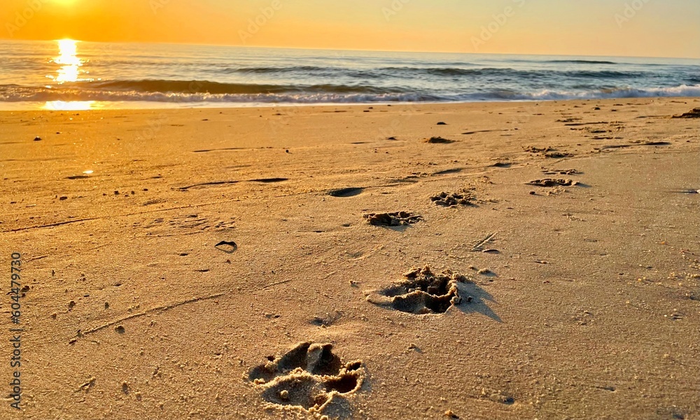 Obraz premium Dog footprints in sand on beach at sunset