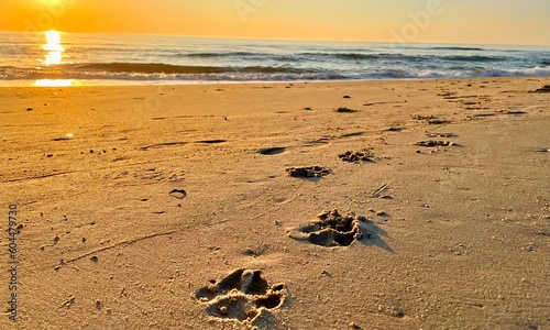Dog footprints in sand on beach at sunset