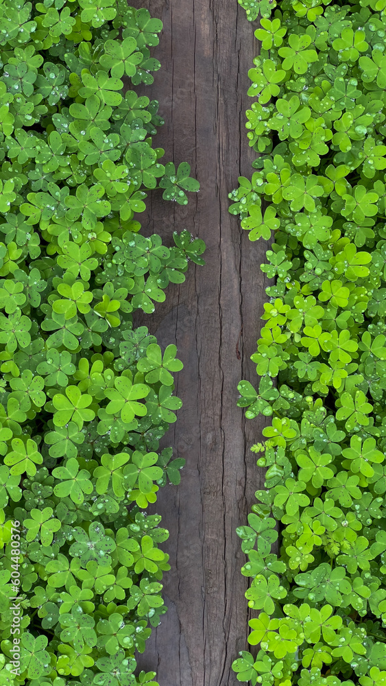 Green Clover Bordering Both Sides of Wooden Path, Copy Space for Vertical Text Green Clover Bordering Both Sides of Wooden Path, Copy Space for Vertical Text