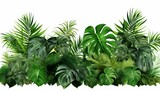 Tropical leaves bush plant foliage nature floral arrangement background with Monstera and palm leaf tropical plants isolated on white background, clipping path included generative ai variation 3

