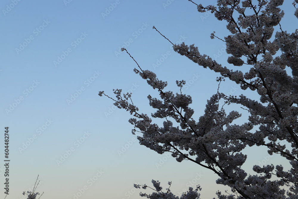 Obraz premium Cherry blossoms 桜・満開 桜の開 花イメージ 日本の花 サクラ