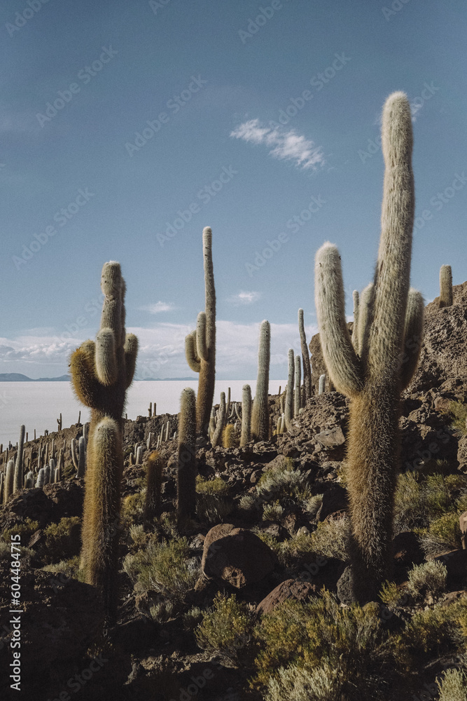 cactus in the desert