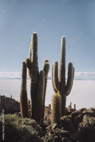 cactus in the desert (ID: 604484728)