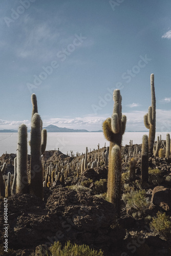 cactus in the desert (ID: 604484747)