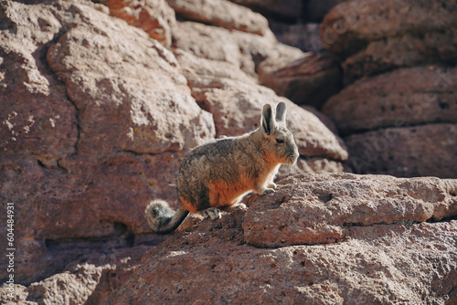 meerkat on the rock (ID: 604484931)