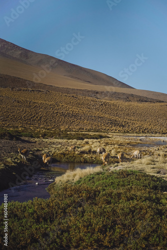 landscape in the desert (ID: 604484981)