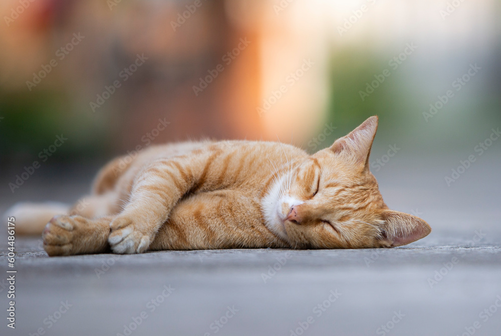 Cute orange cat sleeping on the cement floor, shallow depth of field