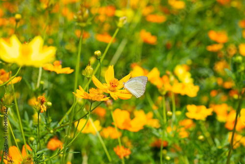 Butterfly with sulfur cosmos or yellow cosmos flower. © Bowonpat
