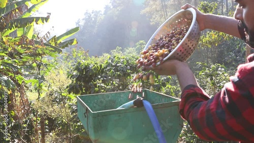 Coffee cherry pulping machine farmer. coffee bean machine process. Dry organic beans in coffee milling process	