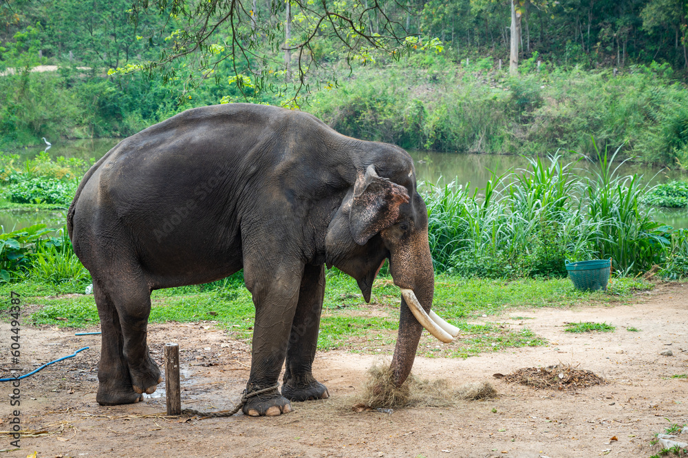 Asian elephant (Elephas maximus) living in wildlife conservation area in rural Thailand.