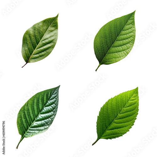 Top view tropical green leaves collection on transparent background. Created with Generative AI Technology