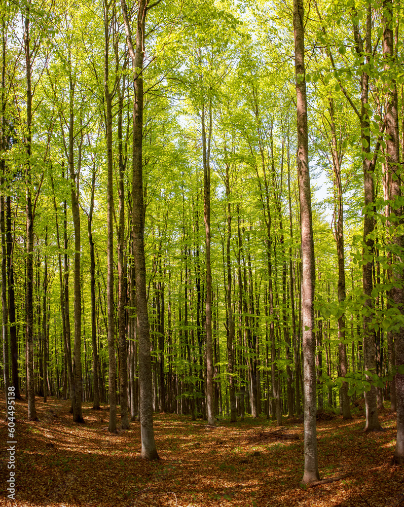 view from a green beech forest view from a green beech forest