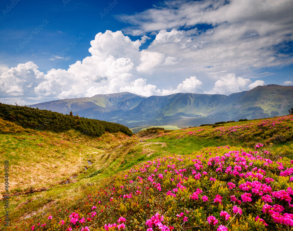 Blooming alpine meadows with magical rhododendron flowers on a sunny day. Carpathian mountains, Ukraine, Europe.