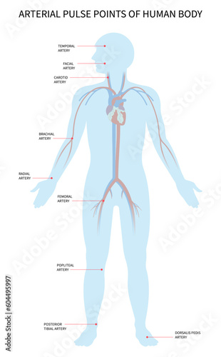 Pulse point arteries and radial wrist carotid neck Heart rate beat body blood pressure femoral flow Rhythm arrhythmias