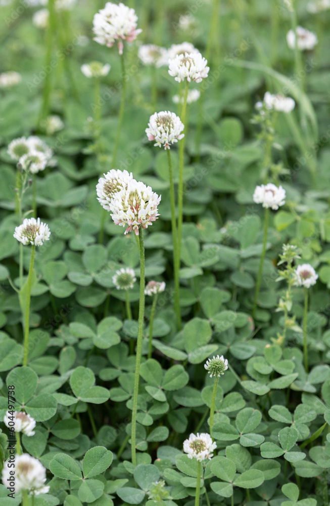 White clover blooming by the roadside. shamrock White clover blooming by the roadside. shamrock