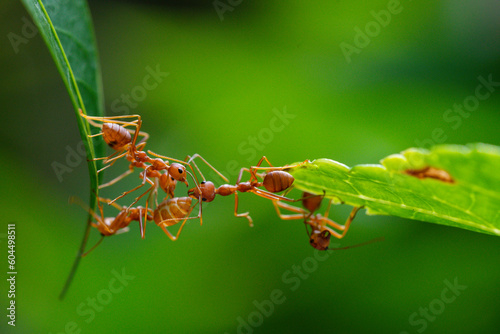 Ant action standing. Ant bridge unity team, Concept team work together