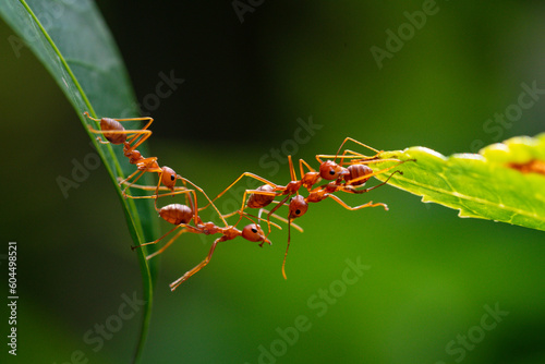Ant action standing. Ant bridge unity team, Concept team work together