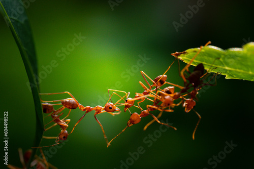 Ant action standing. Ant bridge unity team, Concept team work together