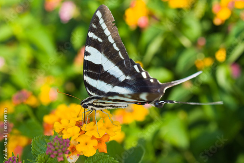 Zebra Swallowtail