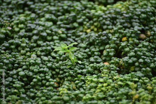 Bubble Plant is a small plant with dark green leaves resembling bubbles