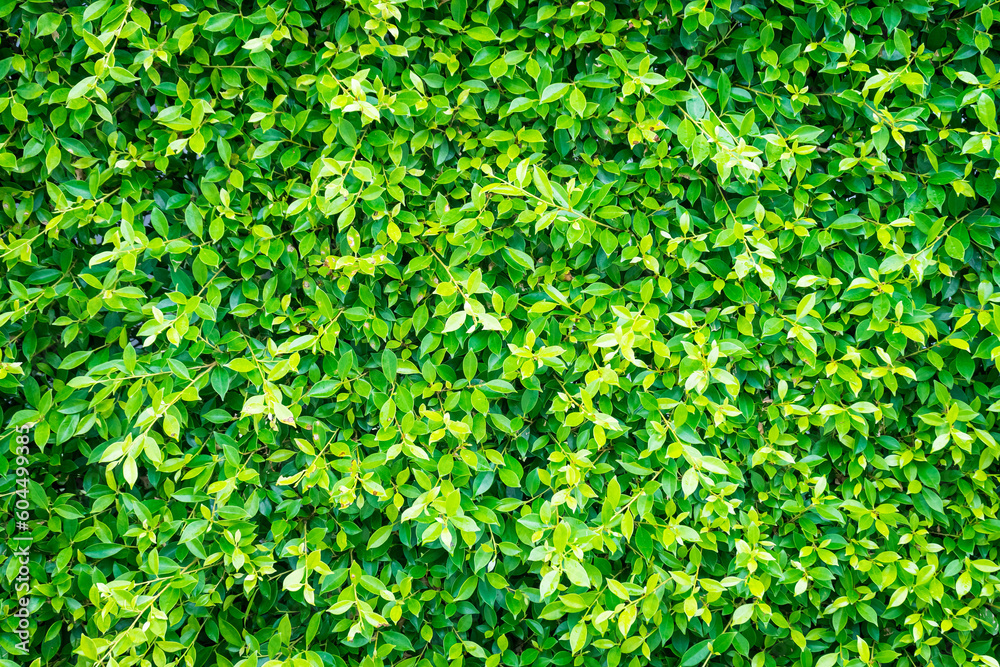 Green leaf texture for background.Texture of Green Leaves background, Green Leaves pattern and texture background. Close-up. Green leaf texture for background.Texture of Green Leaves background, Green Leaves pattern and texture background. Close-up.