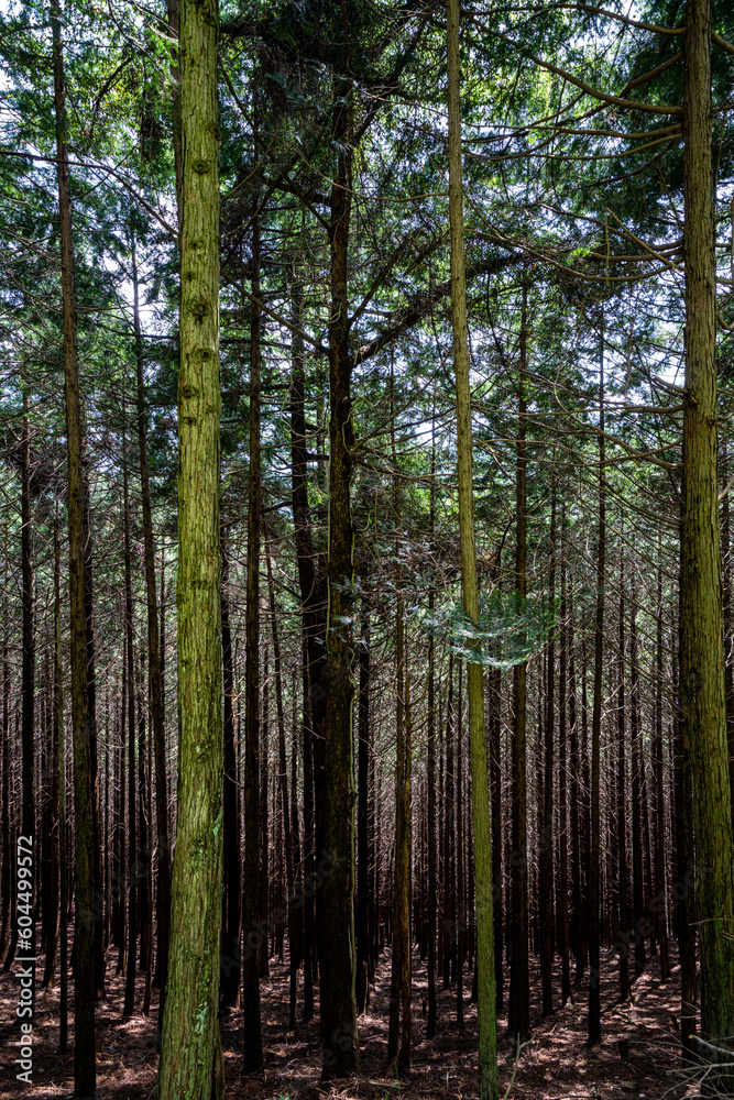 Fototapeta premium 天空の茶畑展望台に行く途中の針葉樹林帯