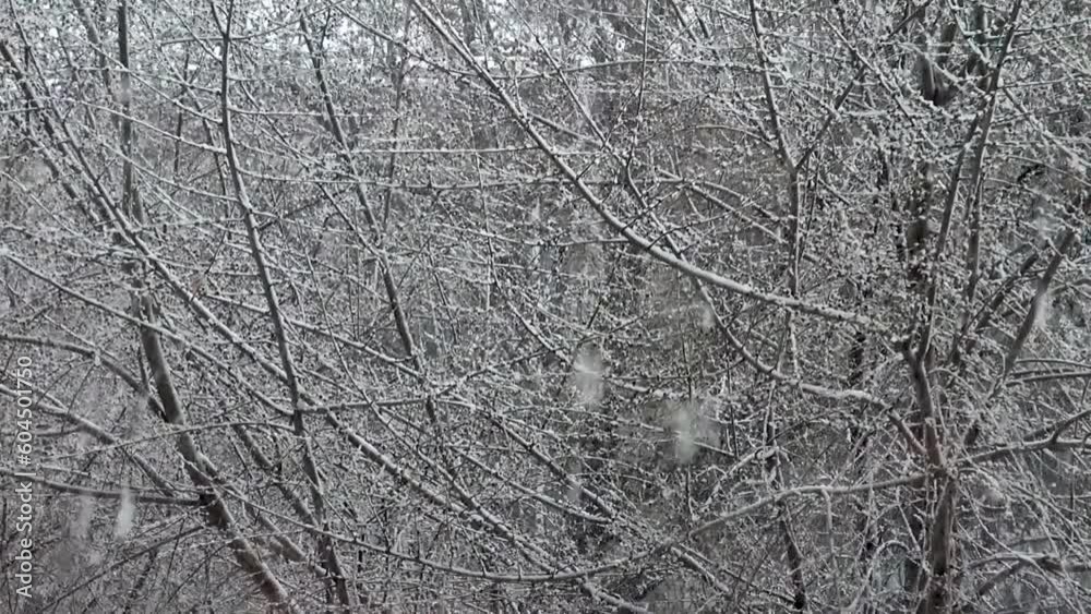 Heavy snow falls on trees Heavy snow falls on trees
