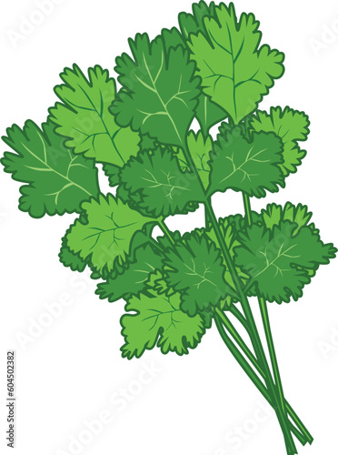 Cilantro coriander branch cooking ingredient